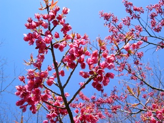 花＊華＊花