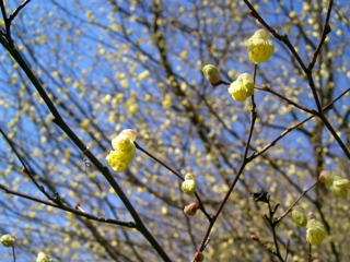 花＊華＊花