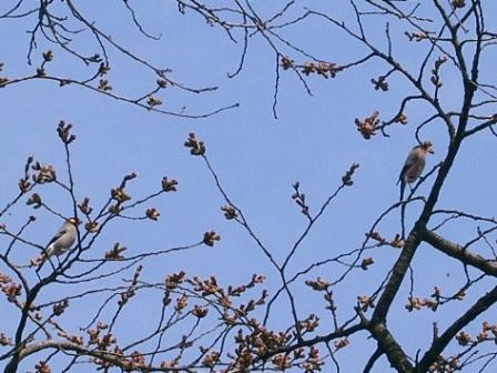 この鳥は…？