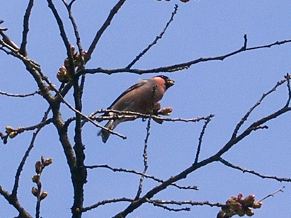 この鳥は…？