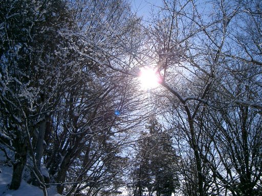 雪の花♪城山散歩