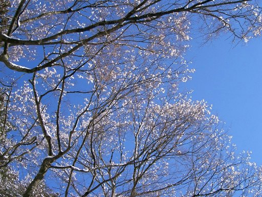 雪の花♪城山散歩