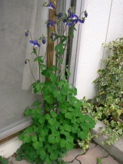 花＊花＊花