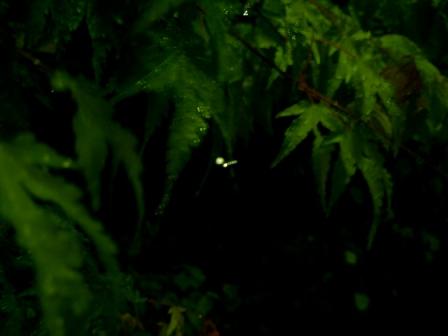 雨の夜