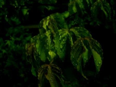 雨の夜