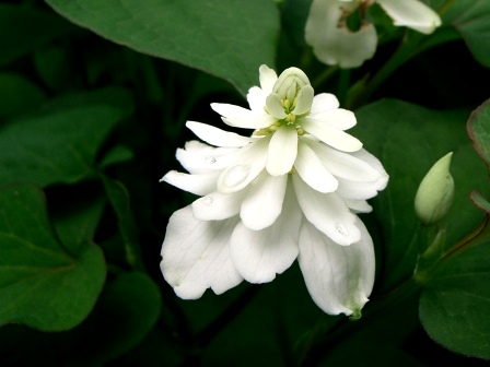 あんきや土曜野菜市