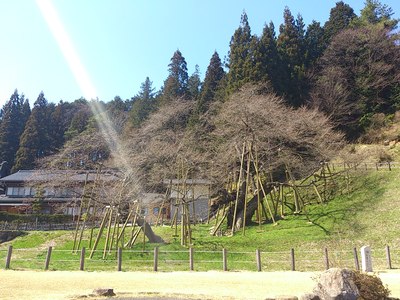 臥龍桜！