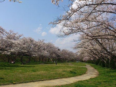 飛騨高山桜巡り！