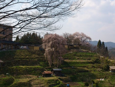 飛騨高山桜巡り！