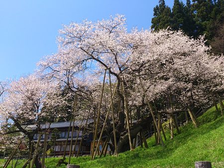 臥龍桜満開
