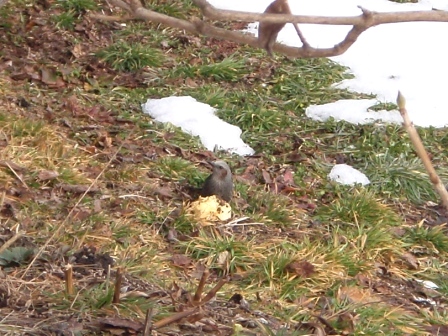 野鳥の楽園！？