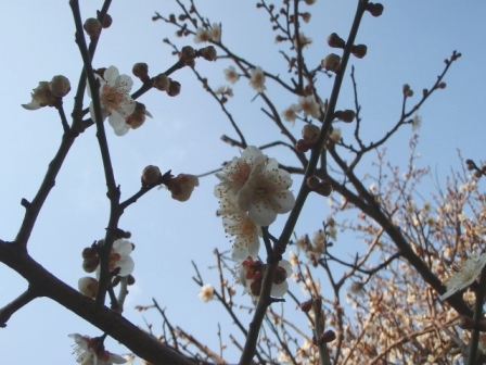 我が家の春