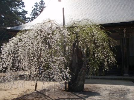 桜めぐり