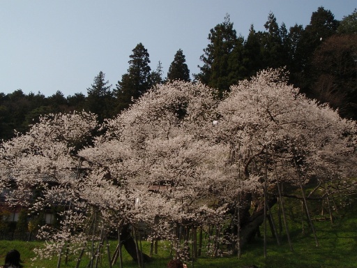 桜めぐり