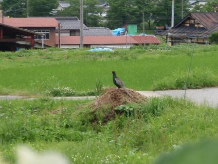 ケ～ンケン♪