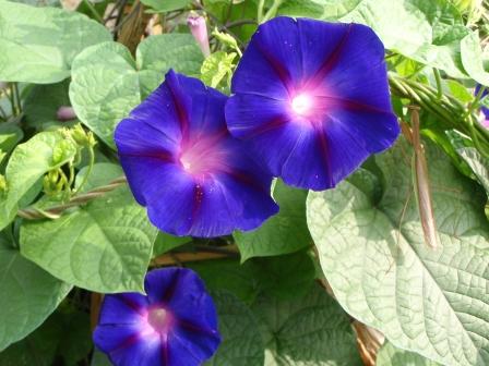 畑に咲く花