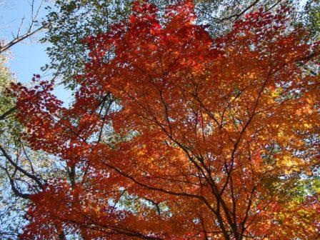 身近な紅葉