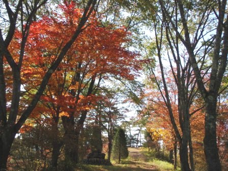 身近な紅葉