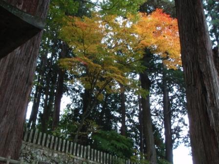 身近な紅葉