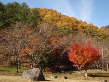 朝日の紅葉