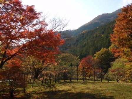 朝日の紅葉