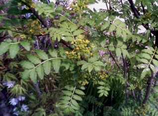 あんきやも花ざかり