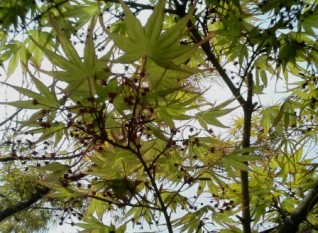あんきやも花ざかり