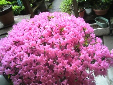 庭の花たち②