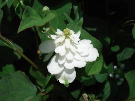 八重どくだみ