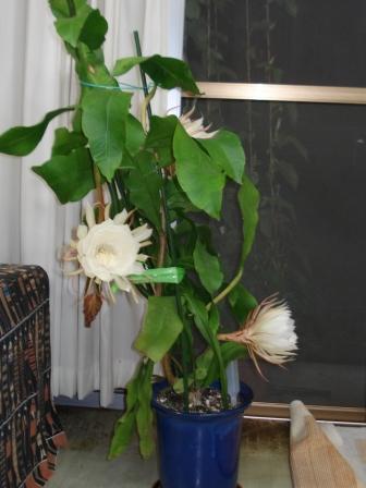咲いた咲いた☆月下美人