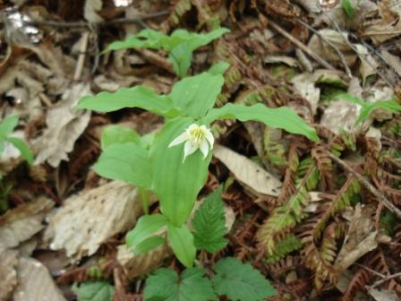 山の中の花