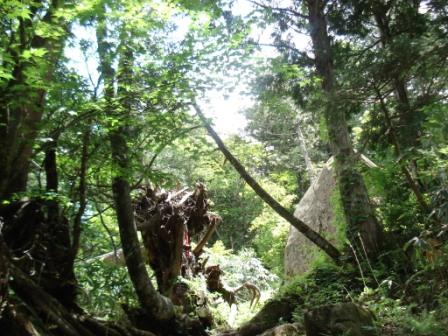 命みなぎる…樹…位山④