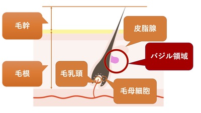 高山市 発毛 高山市 発毛