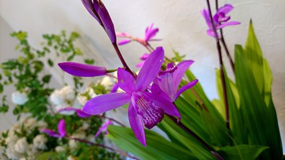 花の名は。