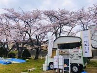 桜満開❀緑地公園にて出店中です！ 2019/04/19 11:32:33