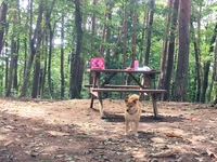 森のドッグランへ行ってきました♪ 2017/09/24 15:59:04