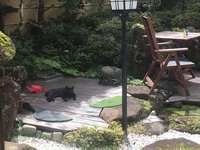 黒猫しゃん