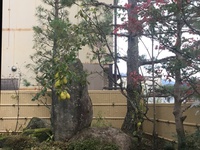 庭のカリン