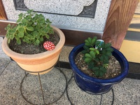 私の庭