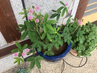 おじぎそうの花
