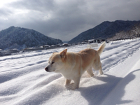 紀州犬「はな 」久しぶりに登場！ 2013/12/29 23:18:20