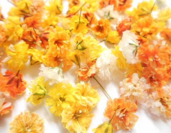 『かすみ草のドライフラワー』販売