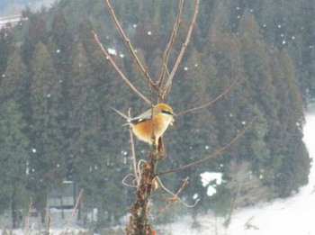 『鳥』も寒いよね ^^
