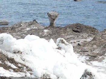 雪山の中から　ダチョウ?　^^