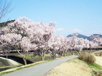 『荒城川沿いの桜』　いい感じ～ ^^