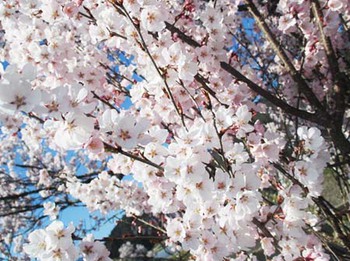 『荒城川沿いの桜』　いい感じ～ ^^