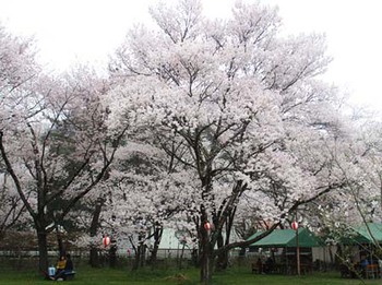 4世代4人での『お花見』 ^^