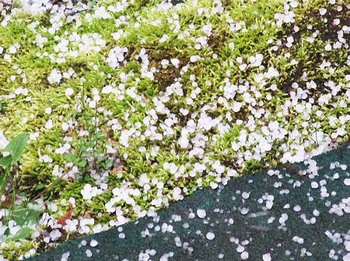 『ひょう』とか『雪』とか　変な天気 ^^;