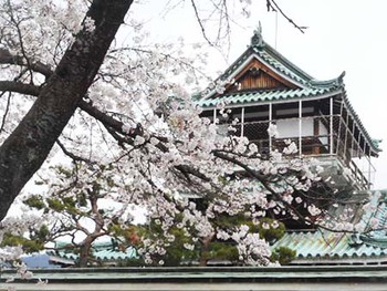 『お・花・見』 その② 神岡城 ^^