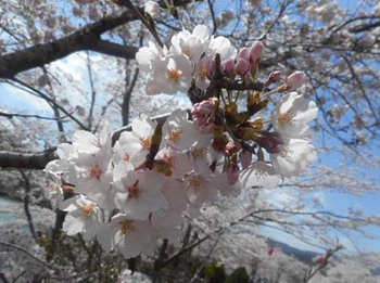 お花見～♡　『恵那峡』 ^^